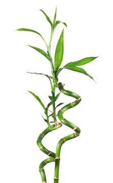 Bamboo isolated   white Stock Photos