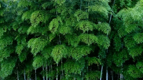Bamboo Jungle Stock Footage 177827249