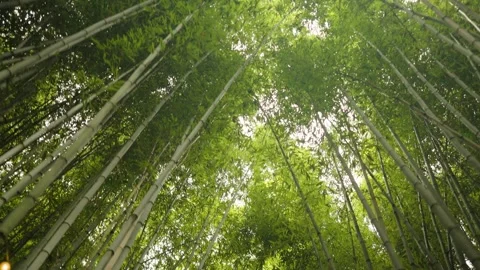 Bamboo jungle low angle walk through 스톡 동영상 253052010