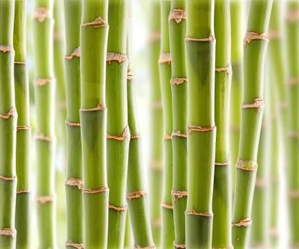 Bamboo jungle Stock-Fotos