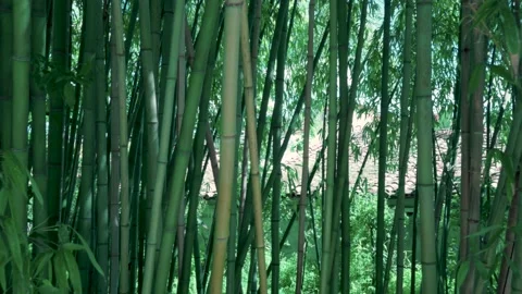 Bamboo lateral panning 動画素材 239566741