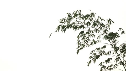 Bamboo leaf and stem on blue sky daytime summer background Stock Footage 239363126