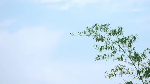 Bamboo leaf and stem on blue sky daytime summer background Stock Footage 239769096