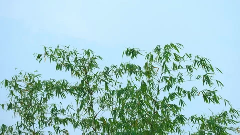 Bamboo leaf and stem on blue sky daytime summer background Stock Footage 239769741