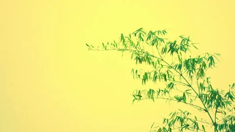 Bamboo leaf and stem on sunset sky daytime summer background Stock Footage 239767577