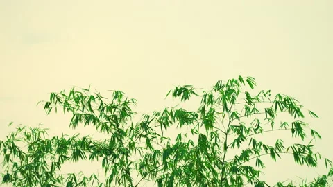 Bamboo leaf and stem on sunset sky daytime summer background Stock Footage 239767828