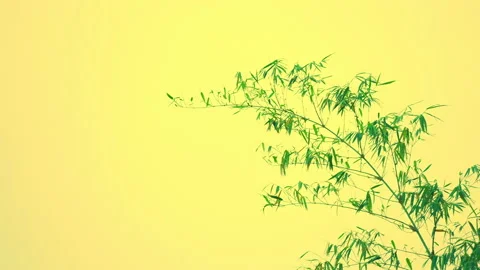 Bamboo leaf and stem on sunset sky daytime summer background Stock Footage 239769718