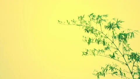 Bamboo leaf and stem on sunset sky daytime summer background Video stock 239769720