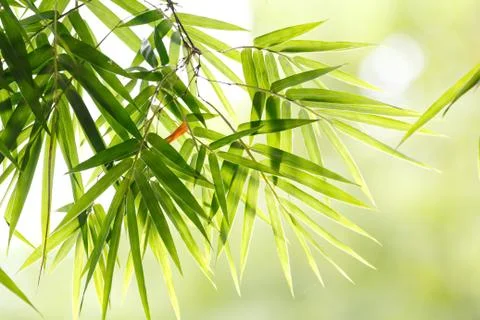 Bamboo leaf background Photos