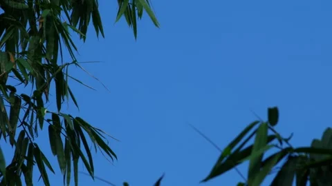 Bamboo leaf with Blue sky and clouds. Stock Footage 313352639