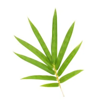 Bamboo leaf with clipping path Stock Photos