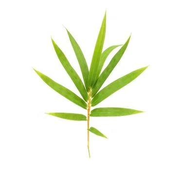 Bamboo leaf with clipping path Stock Photos