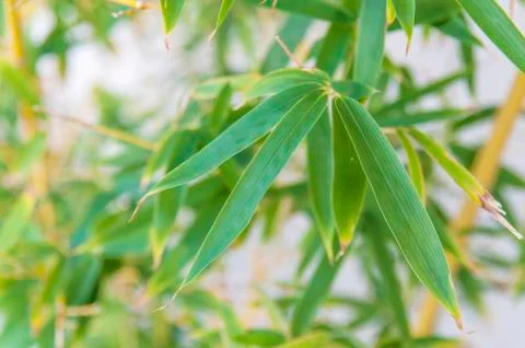 Bamboo leaf close with blurry background Foto stock