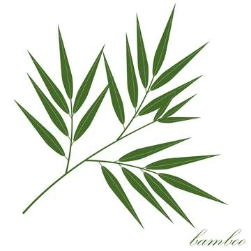 Bamboo leaf color isolated vector illustration on white background Stock Illustration