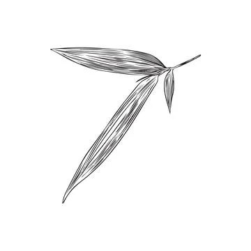 Bamboo leaf engraved sketch. Hand drawn Asian nature floral design element. O Stock Illustration