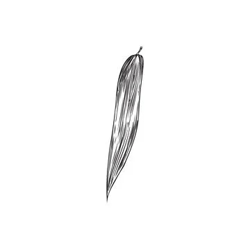 Bamboo leaf engraved sketch, vector hand drawn Asian nature floral design e.. Stock Illustration