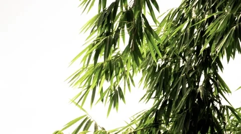 Bamboo leaf Stock Footage 67556999