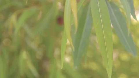 Bamboo Leaf 動画素材 77073892