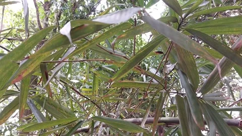 The bamboo leaf Stock Footage 210754615