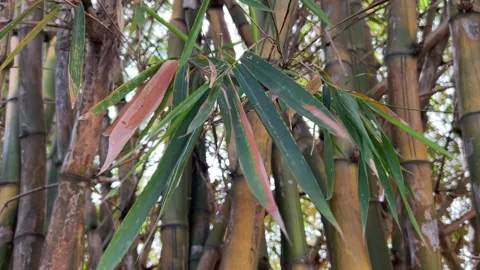 Bamboo leaf Stock Footage 301327610
