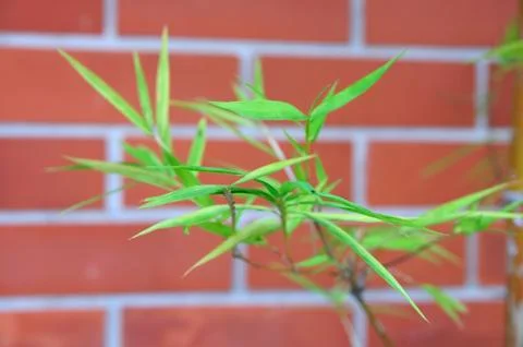 Bamboo leaf front of red bricks wall Stock Photos