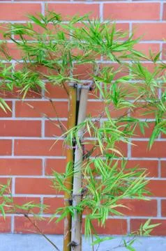 Bamboo leaf front of red bricks wall Foto stock