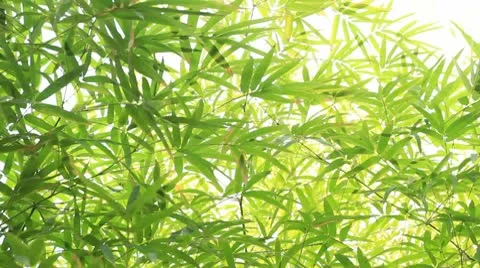 Bamboo leaf HD Vídeo Stock 10754416