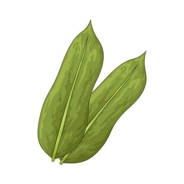 Bamboo leaf illustration Stock Illustration