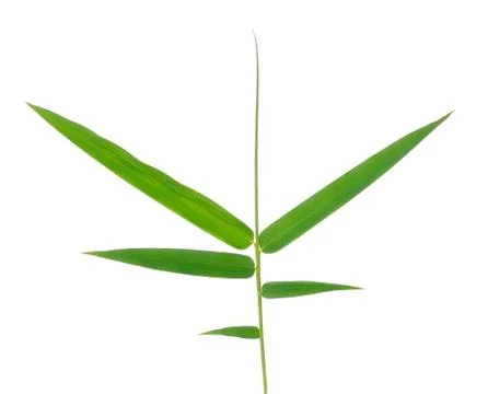Bamboo leaf isolate on white background Stock Photos