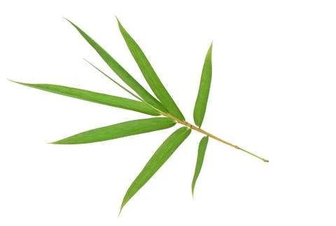 Bamboo leaf isolated background Stock Photos