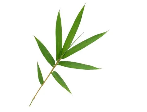Bamboo leaf isolated with clipping path Stock Photos