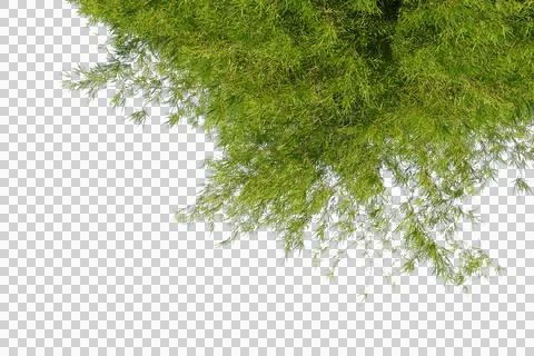 Bamboo leaf isolated transparency background.. 스톡 사진