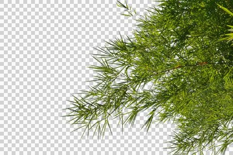 Bamboo leaf isolated transparency background.. 스톡 사진