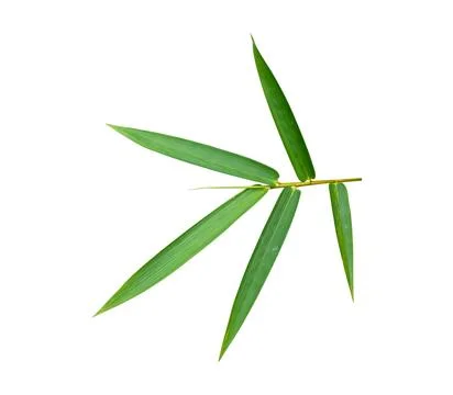 Bamboo leaf Isolated on white background include clipping path. Stock Photos