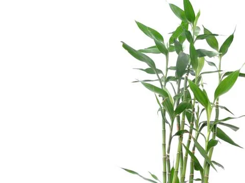 Bamboo leaf isolated on white Stock Photos