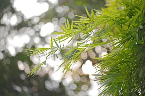 Bamboo leaf on light background Stock Photos