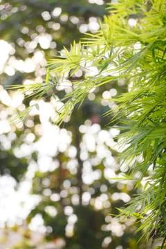 Bamboo leaf on light background Stock Photos