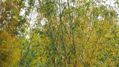 Bamboo leaf nature. Stock Footage 86226417