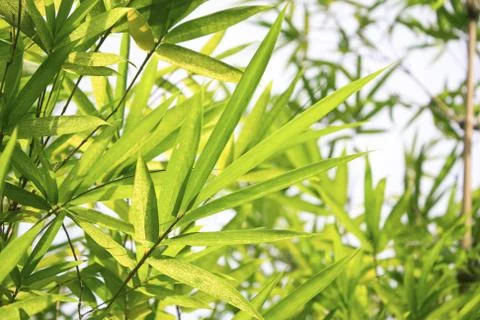 Bamboo leaf 스톡 사진