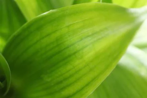 Bamboo leaf Stock Photos