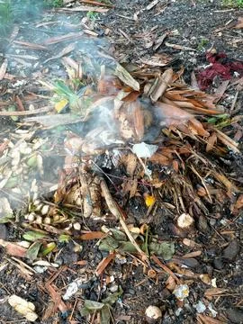 Bamboo leaf Stock Photos