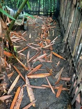 Bamboo leaf Stock Photos