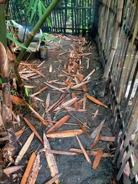 Bamboo Leaf Stock Photos