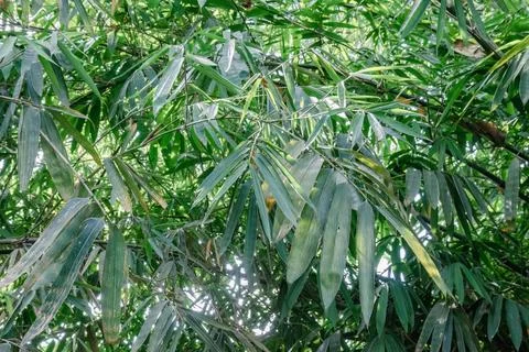 Bamboo Leaf Texture with Natural Light in Tropical Forest Stock Photos