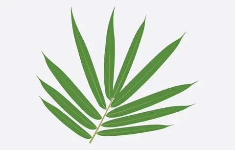 Bamboo Leaf Vector Art Illustration Isolated on white background Stock Illustration