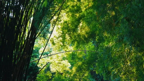 Bamboo leaf in wind and sunlight through branch with bokeh in evening Stock Footage 142677525