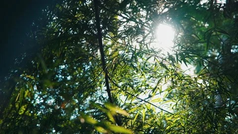 Bamboo leaf in wind and sunlight through branch with bokeh in evening Stock Footage 142677620