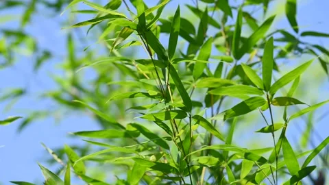 Bamboo leaf in the wind Stock Footage 282993651