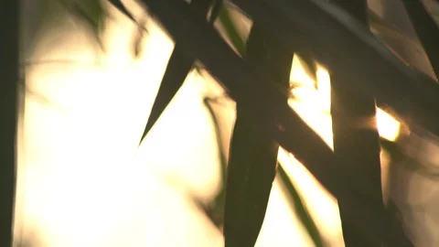 Bamboo leaf in the wind sunrise background Stock Footage 89334925