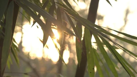 Bamboo leaf in the wind sunrise background Stock Footage 89335619